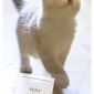 Рэгдолл котята объявление Продам уменьшенное изображение 4