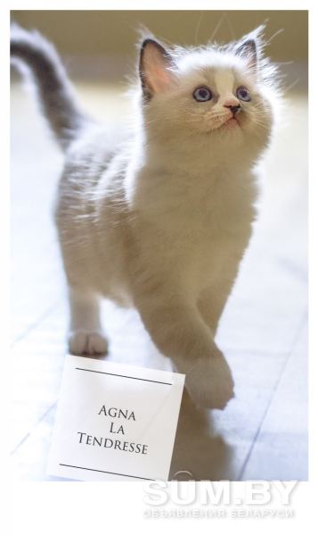 Рэгдолл котята объявление Продам уменьшенное изображение 