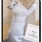 Рэгдолл котята объявление Продам уменьшенное изображение 5