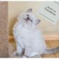 Рэгдолл котята объявление Продам уменьшенное изображение 1