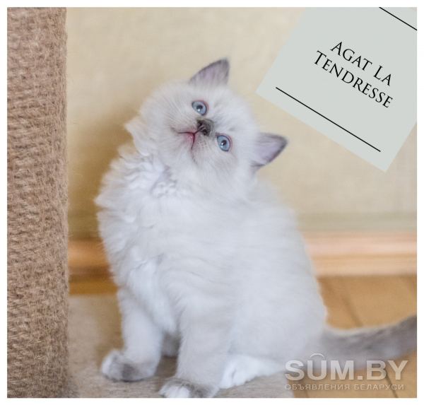 Рэгдолл котята объявление Продам уменьшенное изображение 