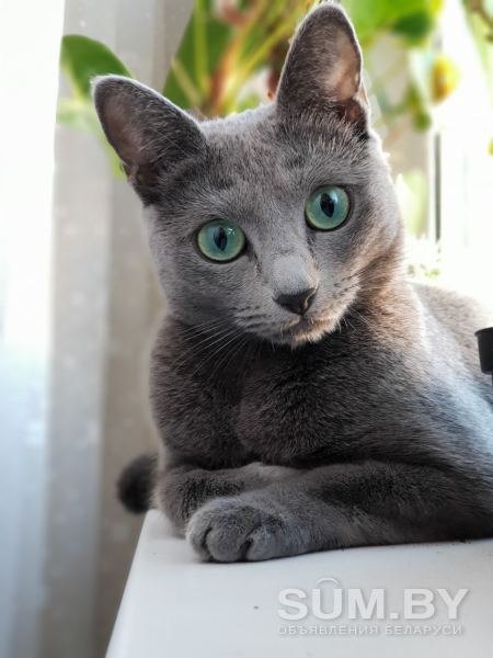 Котята русской голубой объявление Продам уменьшенное изображение 