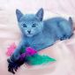 Котята русской голубой объявление Продам уменьшенное изображение 4