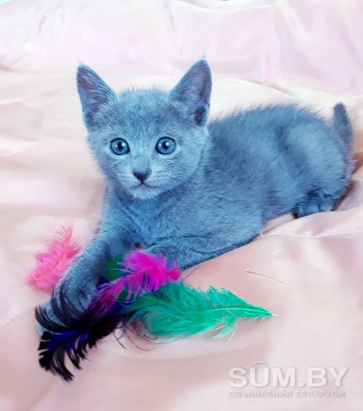 Котята русской голубой объявление Продам уменьшенное изображение 