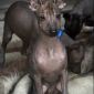 Мексиканская голая собака и в шерсти миниатюрного размера объявление Продам уменьшенное изображение 2