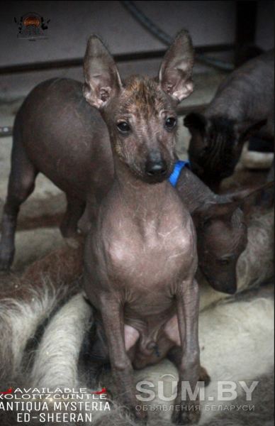 Мексиканская голая собака и в шерсти миниатюрного размера объявление Продам уменьшенное изображение 