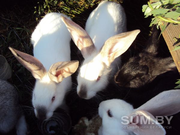 Супер кролики объявление Продам уменьшенное изображение 