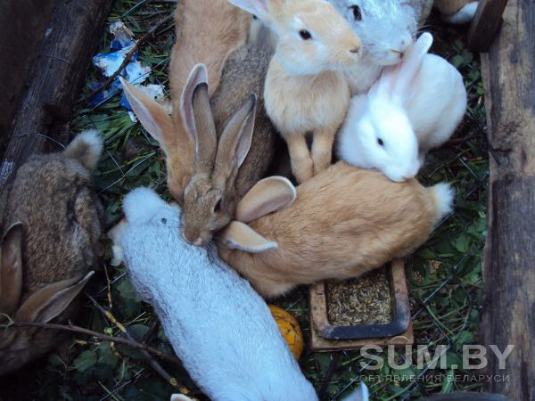 Супер кролики объявление Продам уменьшенное изображение 