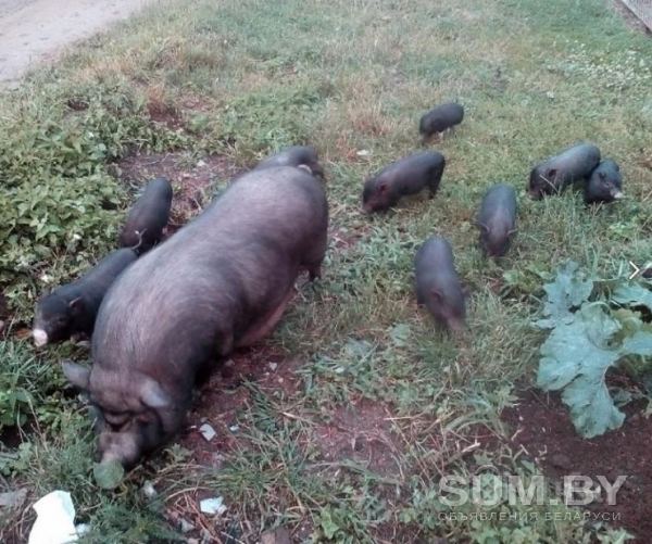 Вьетнамские свинки объявление Продам уменьшенное изображение 