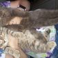 Шотландские вислоухие котята (две девочки) объявление Продам уменьшенное изображение 4