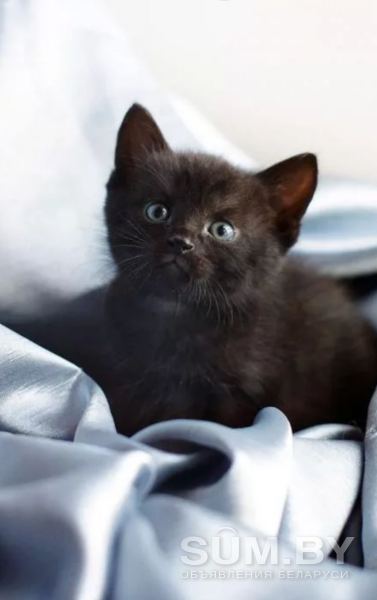 Ласковые котята в дар г.Минск объявление Отдам даром уменьшенное изображение 