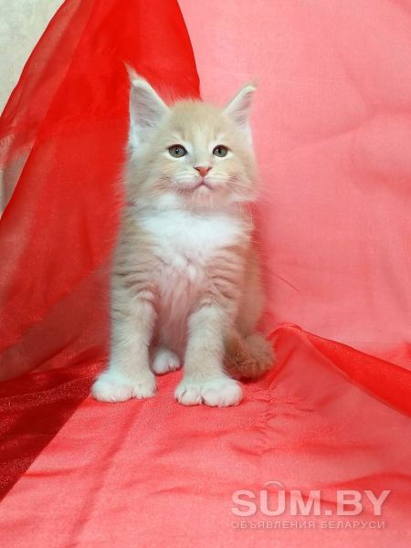 Котенок Мейн-Куна полли объявление Продам уменьшенное изображение 