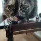Кот, кошка (животные лишились дома) объявление Отдам даром уменьшенное изображение 5