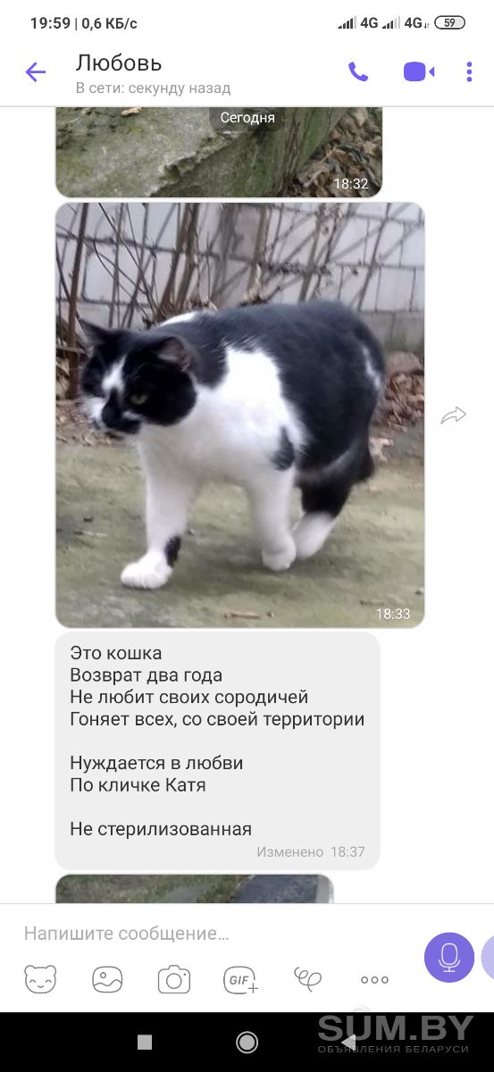 Кот, кошка (животные лишились дома) объявление Отдам даром уменьшенное изображение 