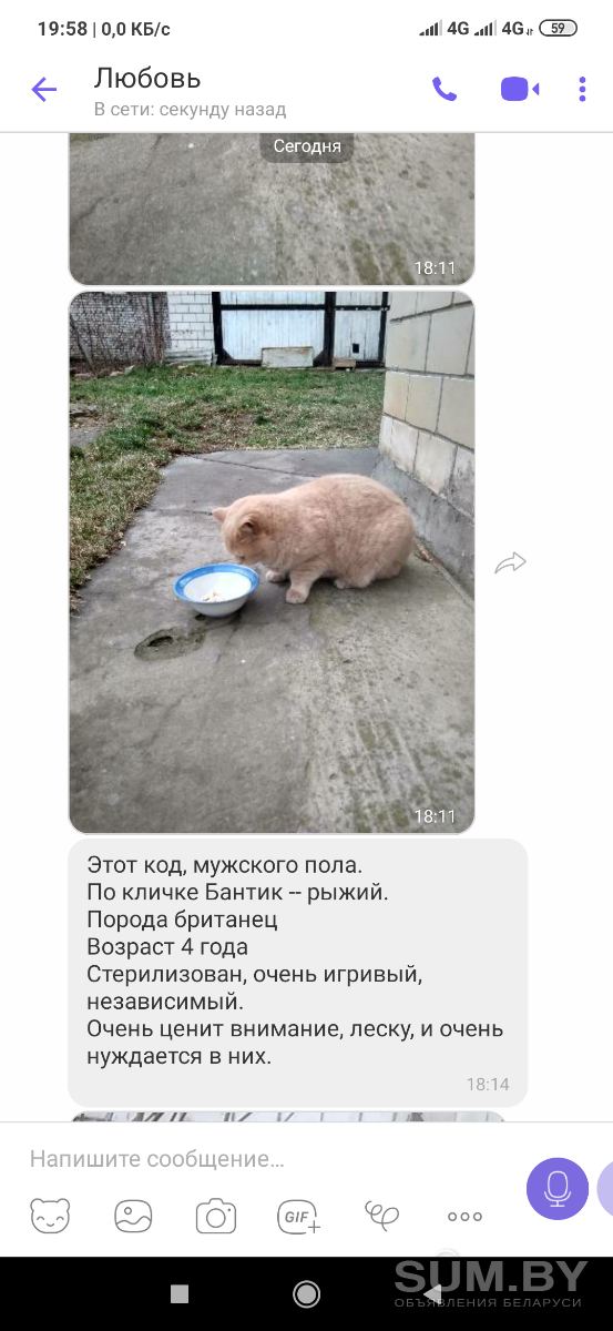 Кот, кошка (животные лишились дома) объявление Отдам даром уменьшенное изображение 