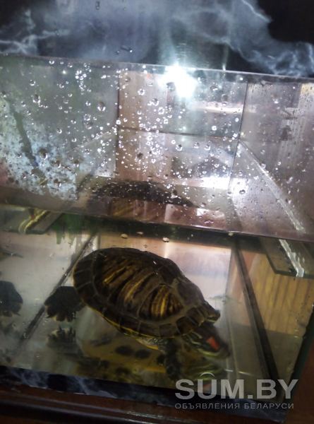 Продам черепаху с аквариумом 40р