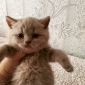 Британские котята из питомника объявление Продам уменьшенное изображение 2