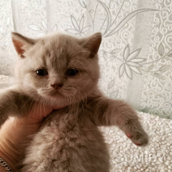 Британские котята из питомника объявление Продам уменьшенное изображение 
