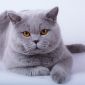 Британские котята из питомника объявление Продам уменьшенное изображение 3