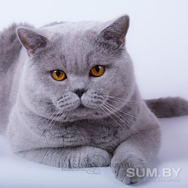 Британские котята из питомника объявление Продам уменьшенное изображение 