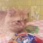 Пропал рыжий кот объявление Куплю уменьшенное изображение 1
