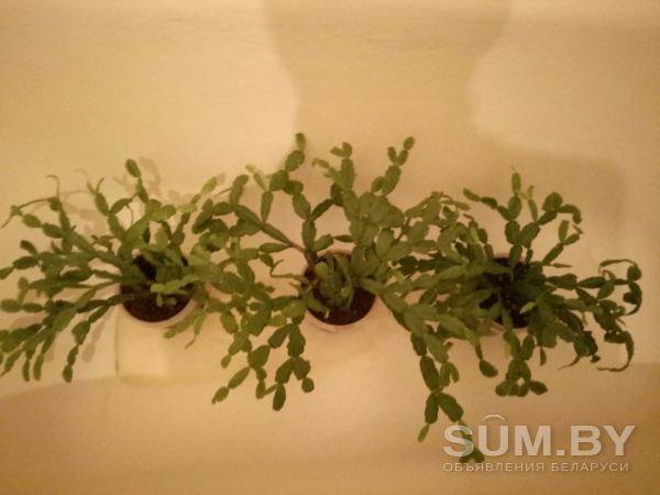 Комнатные растения объявление Продам уменьшенное изображение 