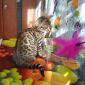 Бенгальские клубные котята объявление Продам уменьшенное изображение 1