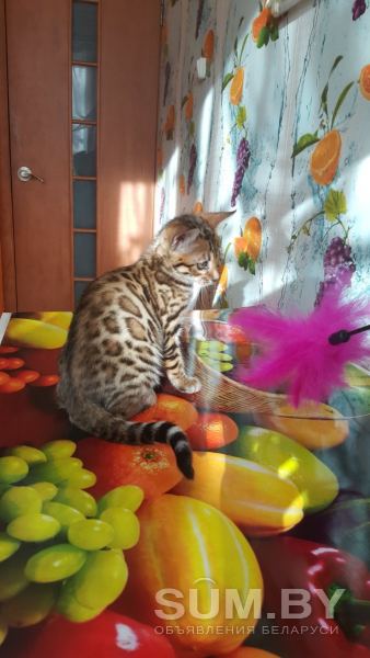 Бенгальские клубные котята объявление Продам уменьшенное изображение 