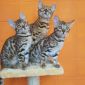 Бенгальские клубные котята объявление Продам уменьшенное изображение 3