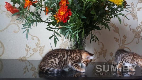 Бенгальские клубные котята объявление Продам уменьшенное изображение 