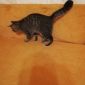 Мурчащий котик пушок ищет дом объявление Продам уменьшенное изображение 5
