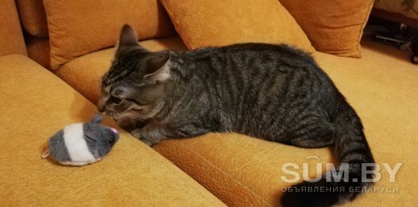 Мурчащий котик пушок ищет дом объявление Продам уменьшенное изображение 