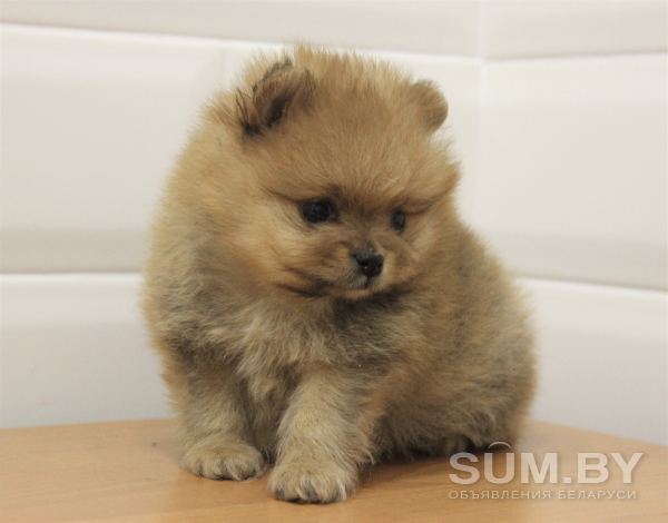 Продается щенок померанского шпица объявление Продам уменьшенное изображение 