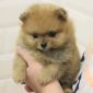 Продается щенок померанского шпица объявление Продам уменьшенное изображение 3