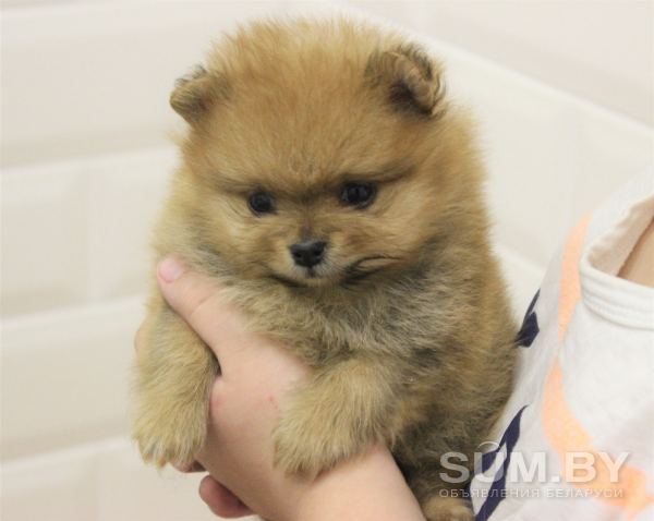 Продается щенок померанского шпица объявление Продам уменьшенное изображение 