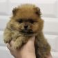 Продается щенок померанского шпица объявление Продам уменьшенное изображение 4
