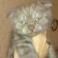 Котята скоттиш фолд объявление Продам уменьшенное изображение 5