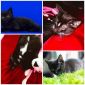 Бомбейские котята объявление Отдам даром уменьшенное изображение 3
