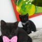 Бомбейские котята объявление Отдам даром уменьшенное изображение 4