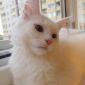 Котята породы Мейн Кун объявление Продам уменьшенное изображение 3