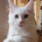Котята породы Мейн Кун объявление Продам уменьшенное изображение 2