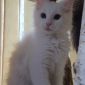 Котята породы Мейн Кун объявление Продам уменьшенное изображение 6