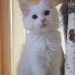 Котята породы Мейн Кун объявление Продам уменьшенное изображение 5