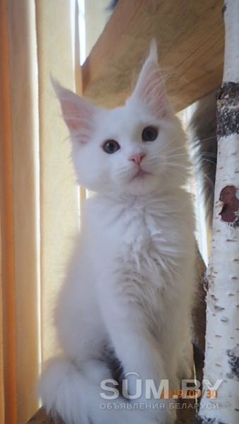 Котята породы Мейн Кун объявление Продам уменьшенное изображение 