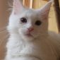 Котята породы Мейн Кун объявление Продам уменьшенное изображение 1