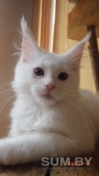 Котята породы Мейн Кун объявление Продам уменьшенное изображение 