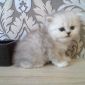 Персидский котёнок объявление Продам уменьшенное изображение 4