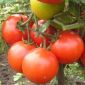 Семена томата ''Монгольский Карлик'' объявление Продам уменьшенное изображение 1
