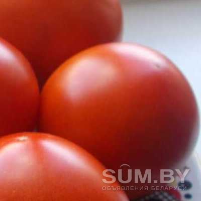 Семена томата ''Монгольский Карлик'' объявление Продам уменьшенное изображение 