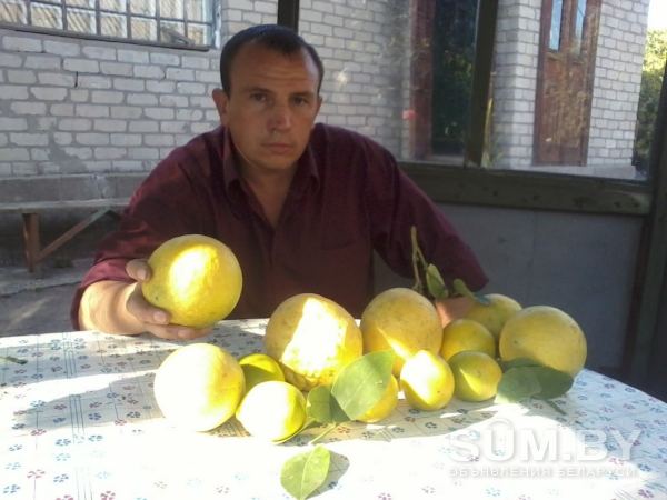 Лимоны дома объявление Продам уменьшенное изображение 
